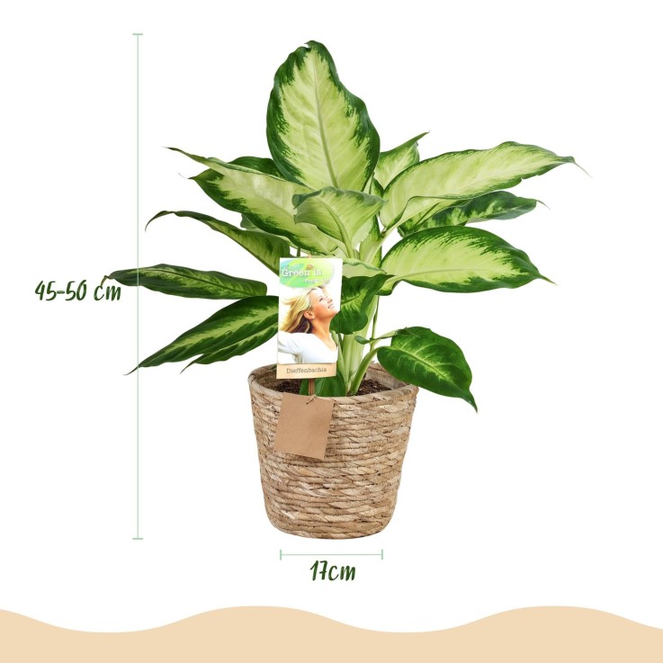 Diefenbachia Camilla – Lot de 2 – Pot 17 cm