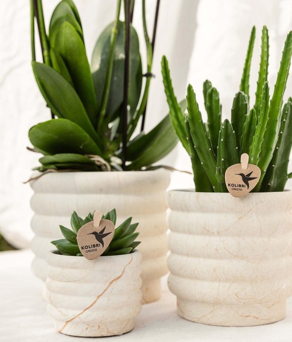 Plante Phalaenopsis...