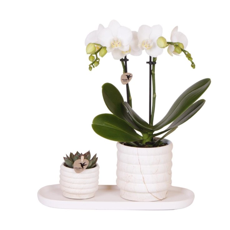 Plante Phalaenopsis Orchidee et Succulent avec Pot Céramique