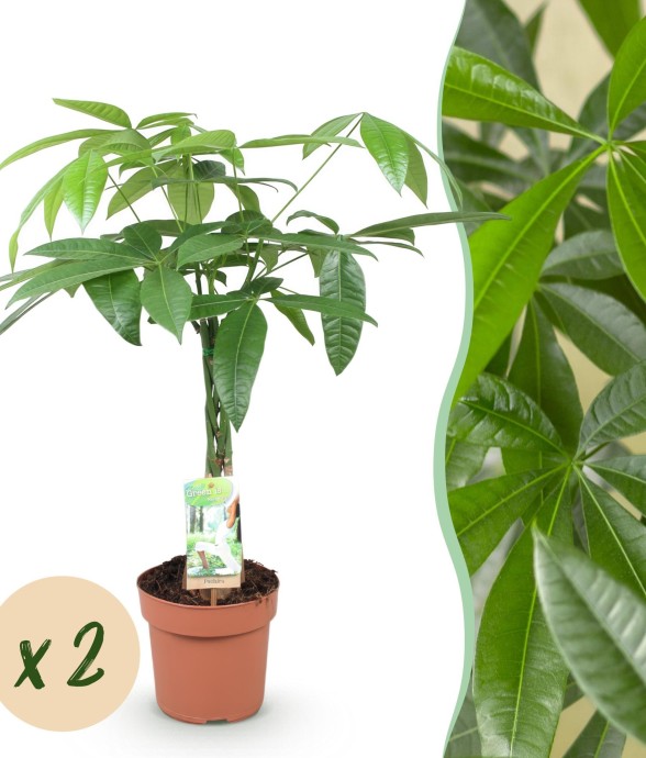 Pachira Aquatica -  2