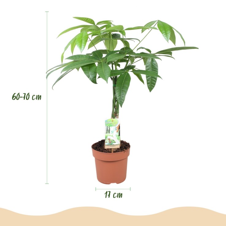 Pachira Aquatica -  2