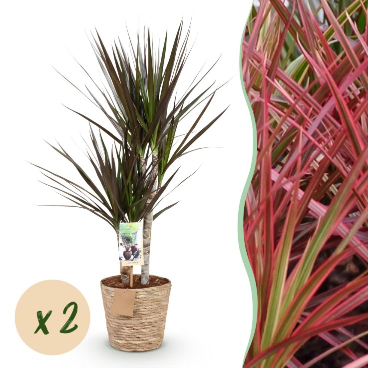 Dracaena Magenta – Lot de 2 – Pot 17 cm – Hauteur 70-80 cm