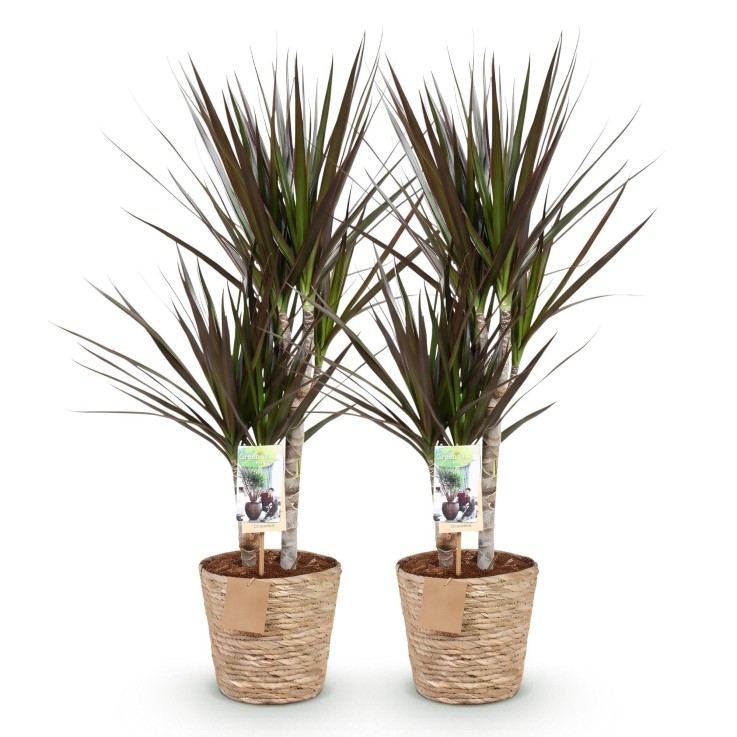 Dracaena Magenta – Lot de 2 – Pot 17 cm – Hauteur 70-80 cm