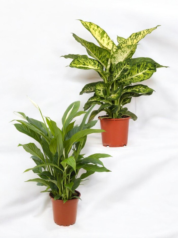 Coffret - Duo de plantes -  🌵 Duo grands cactus