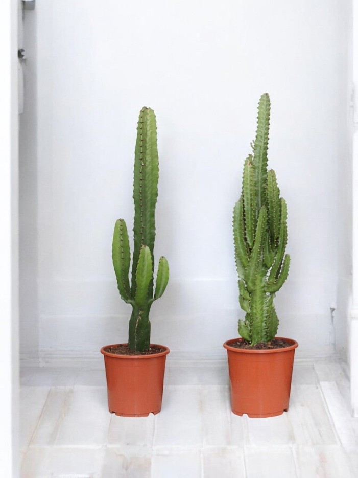 Coffret - Duo de plantes -  🌵 Duo grands cactus