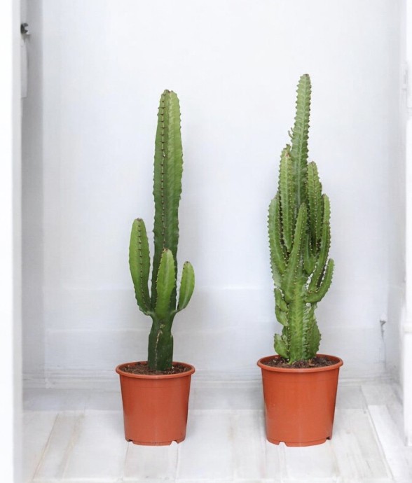 Coffret - Duo de plantes -...