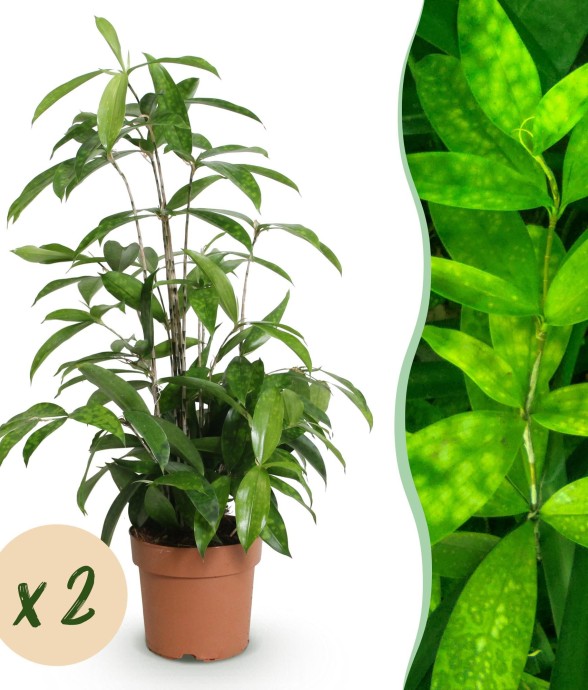 Dracaena surculosa – Lot de...