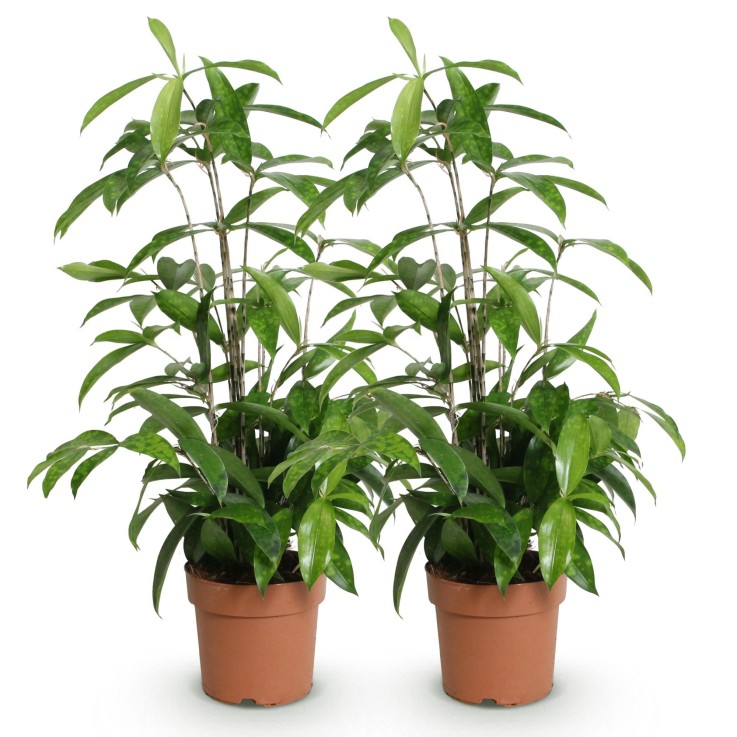 Dracaena surculosa – Lot de 2 – Hauteur 60-70 cm