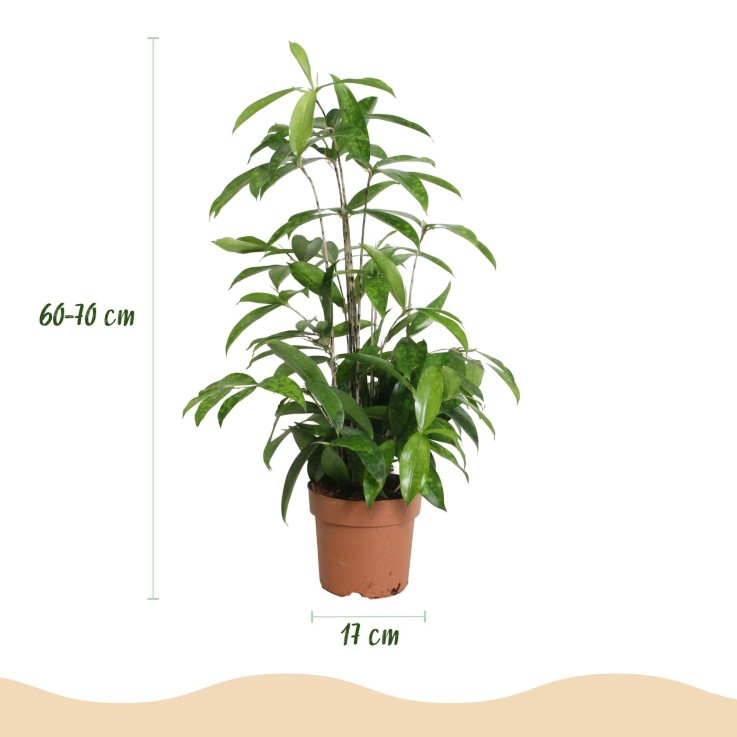 Dracaena surculosa – Lot de 2 – Hauteur 60-70 cm