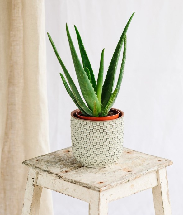 Aloe Vera Barbadensis