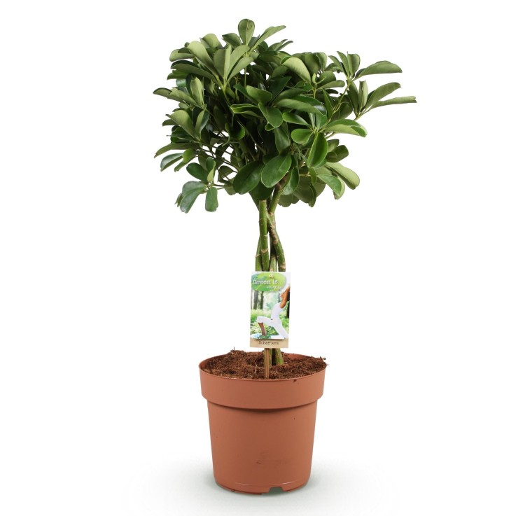 Schefflera Nora