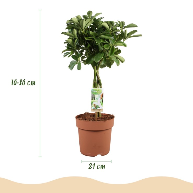 Schefflera Nora