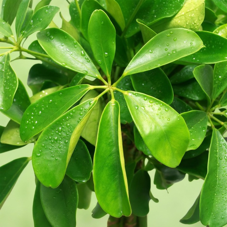 Schefflera Nora