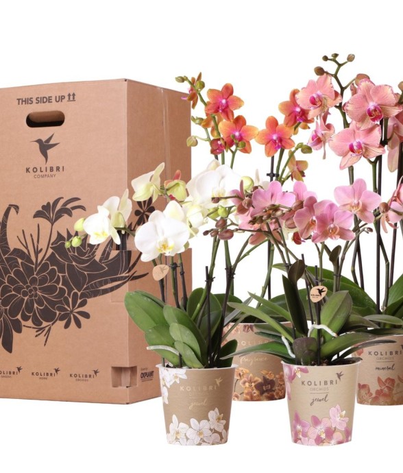 Boîte Surprise Orchidées -...