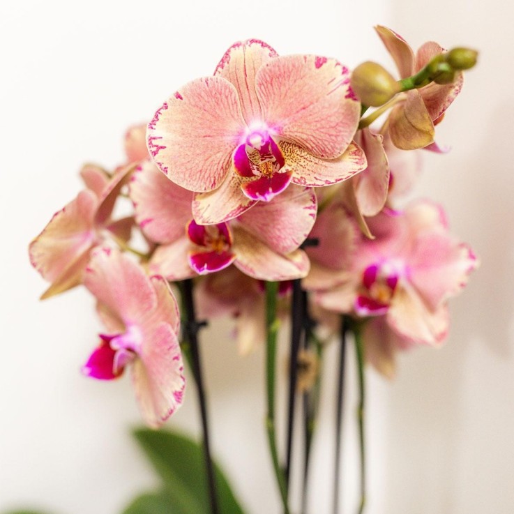 Boîte Surprise Orchidées - 4 variétés