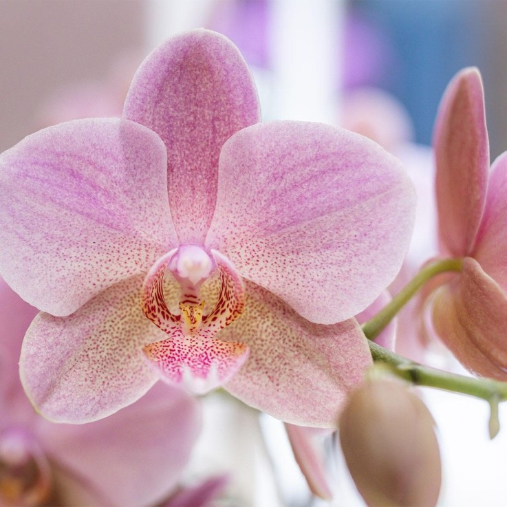 Boîte Surprise Orchidées - 4 variétés