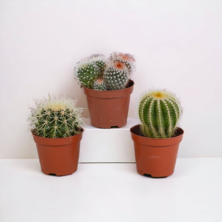 Coffret cadeau baby cactus - Lot de 3 plantes, h16cm