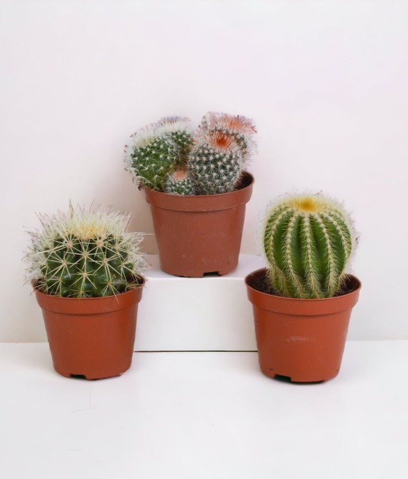 Coffret cadeau baby cactus...