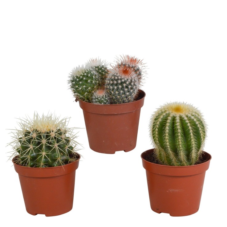 Coffret cadeau baby cactus - Lot de 3 plantes, h16cm