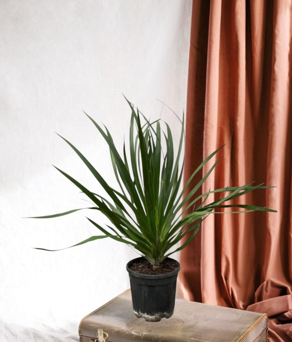 Dracaena Draco