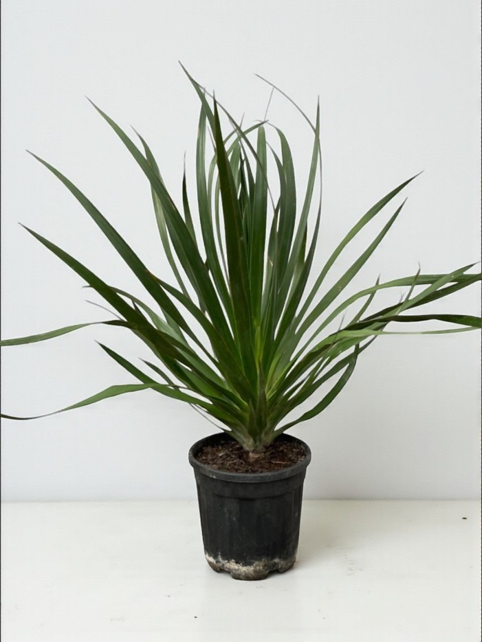 Dracaena Draco