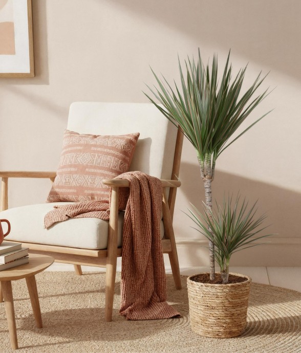 Dracaena Marginata Bicolor