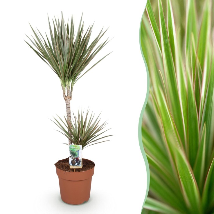 Dracaena Marginata Bicolor
