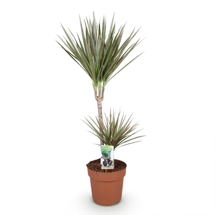 Dracaena Marginata Bicolor