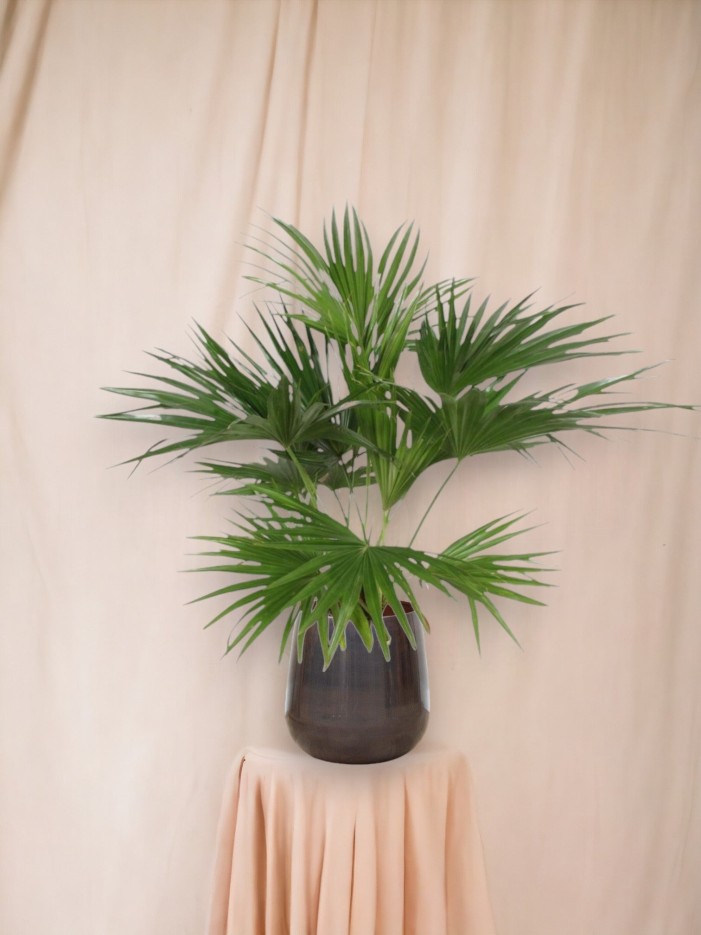 Livistona Chinensis