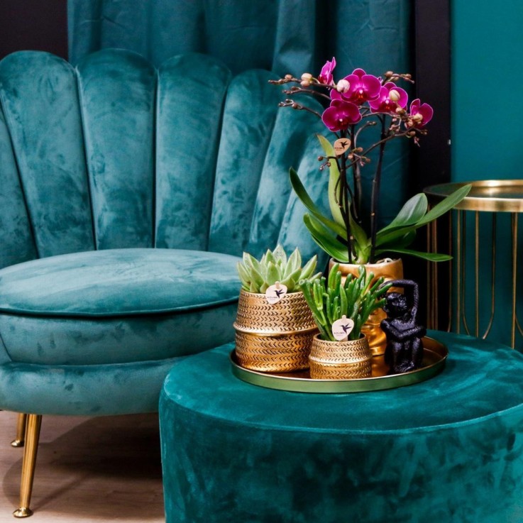 Gift set Hotel Chic | Orchidée Phalaenopsis Pourpre et Succulentes