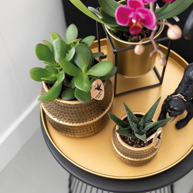 Gift set Hotel Chic | Orchidée Phalaenopsis Pourpre et Succulentes
