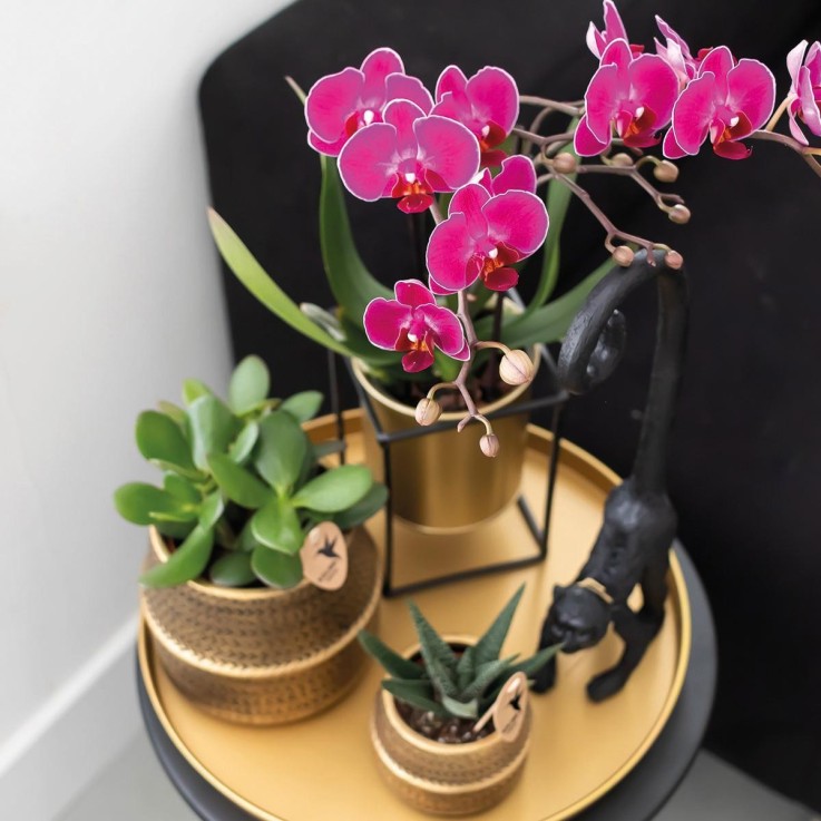 Gift set Hotel Chic | Orchidée Phalaenopsis Pourpre et Succulentes