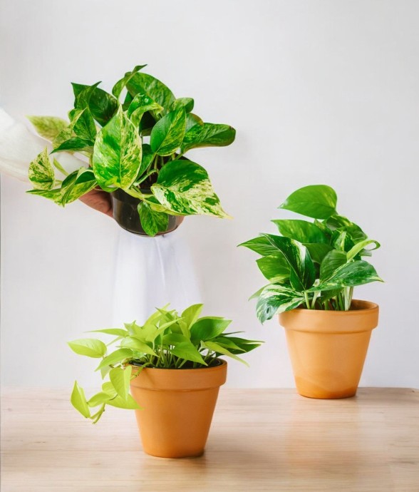 Coffret - Trio de plantes -...