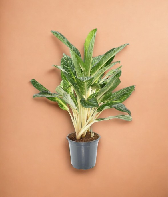 Aglaonema Keylime