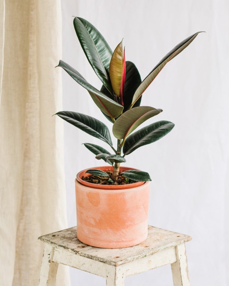 Ficus Burgundy