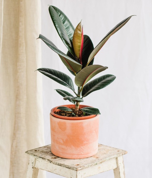 Ficus Burgundy