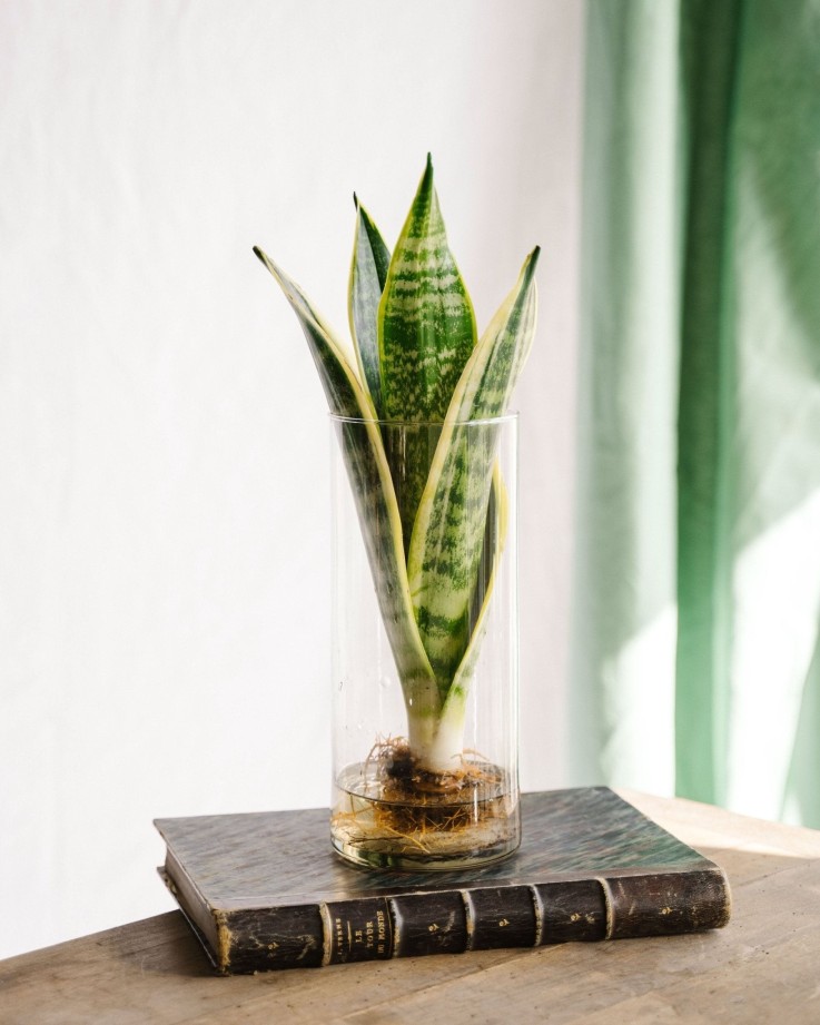 Sanseviera en hydroculture