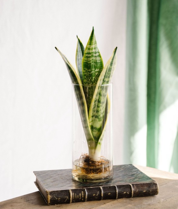Sanseviera en hydroculture