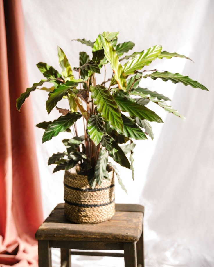 Calathea rufibarba