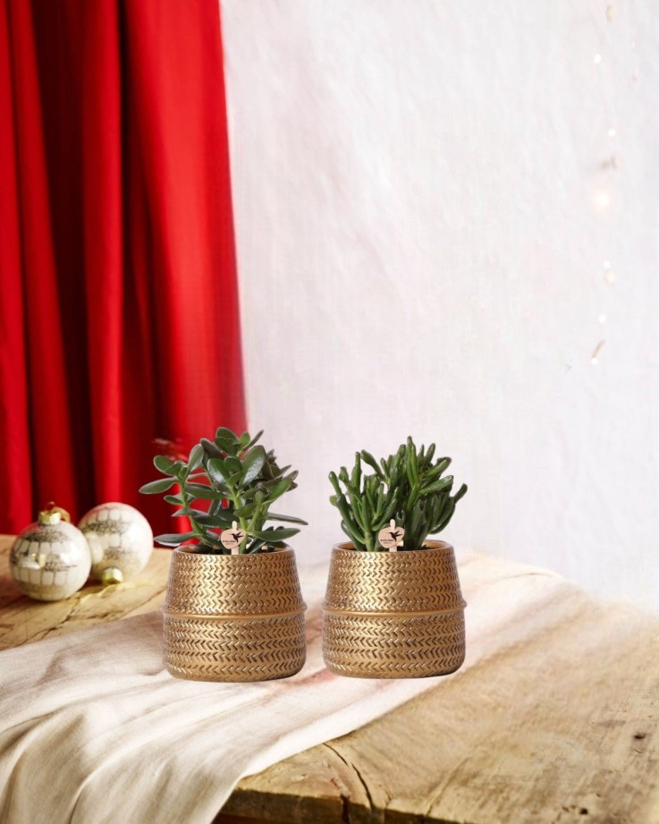 Coffret cadeau succulente et ses caches-pots dorés - Lot de 2, h20cm