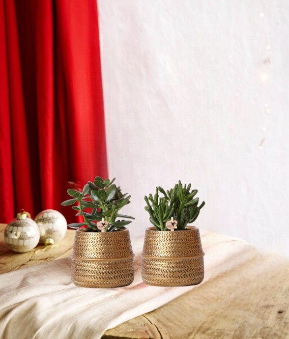 Coffret cadeau succulente...
