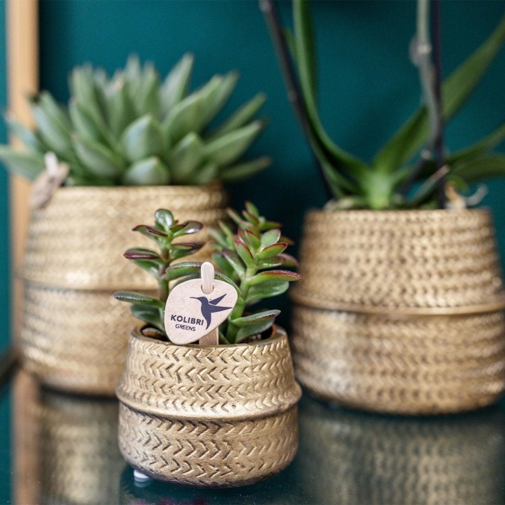 Coffret cadeau succulente et ses caches-pots dorés - Lot de 2, h20cm
