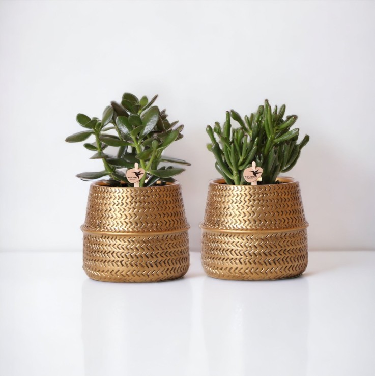 Coffret cadeau succulente et ses caches-pots dorés - Lot de 2, h20cm