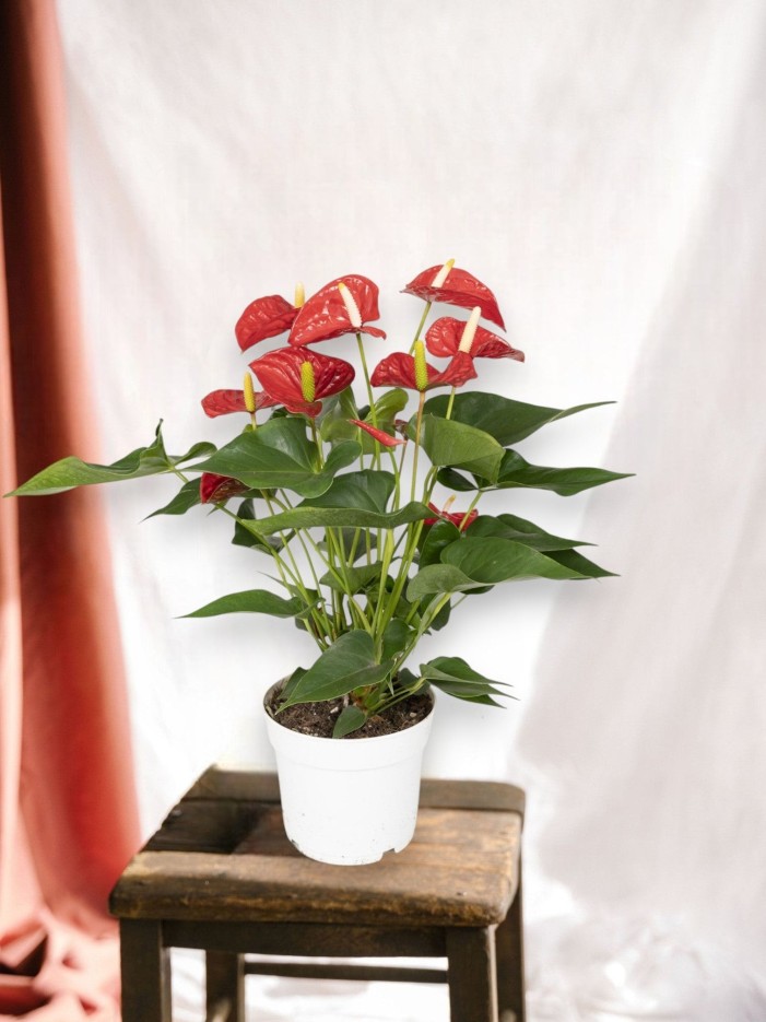 Anthurium Rouge  h55cm