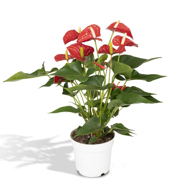 Anthurium Rouge  h55cm