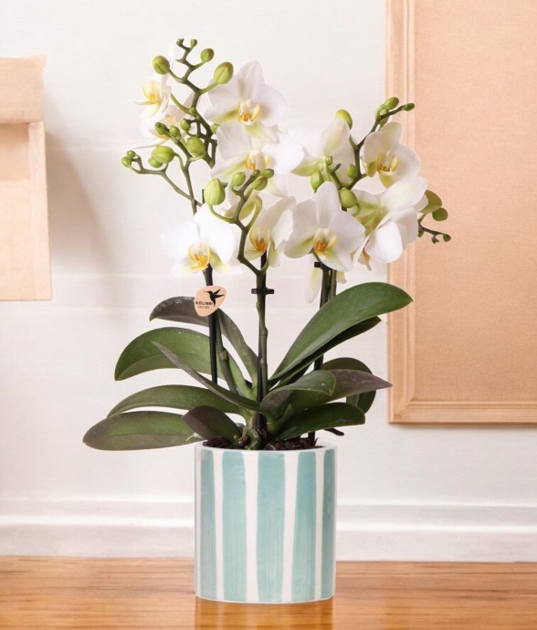 Orchidée blanche et son pot...