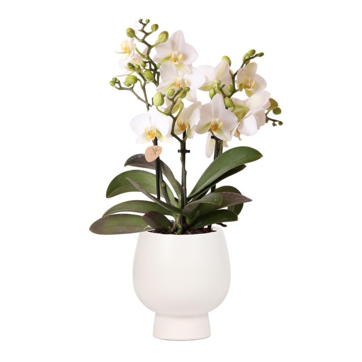 Orchidée blanche et son pot -  Noir