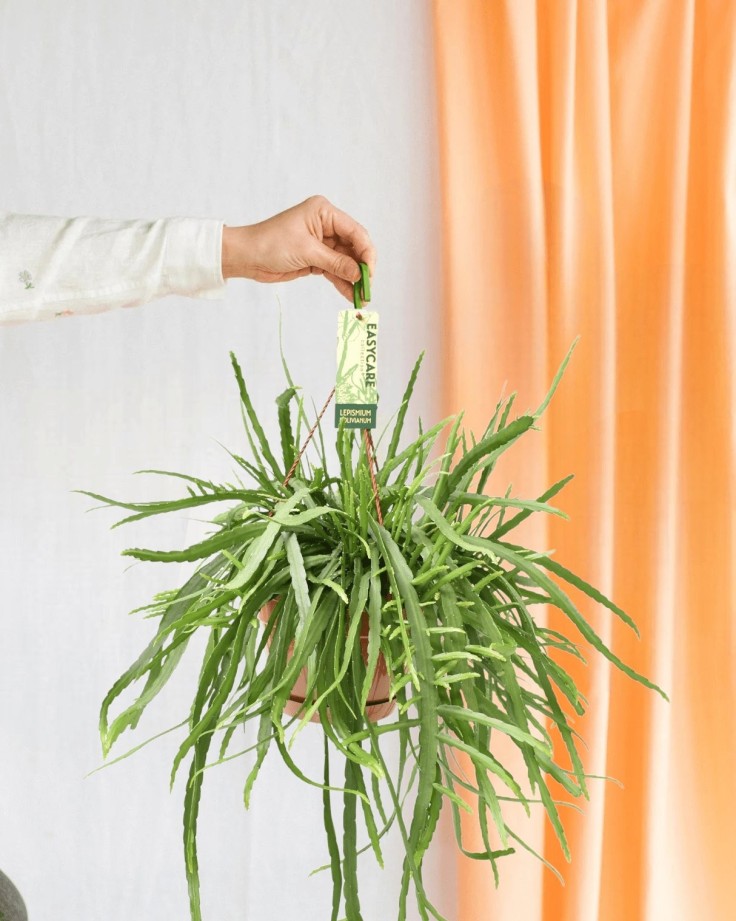 Lepismium Bolivianum