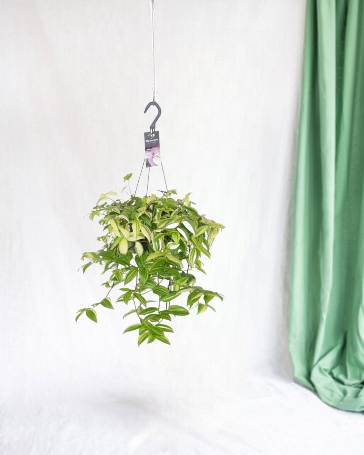 Misère Tradescantia Yellow Hill