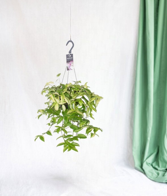 Misère Tradescantia Yellow...